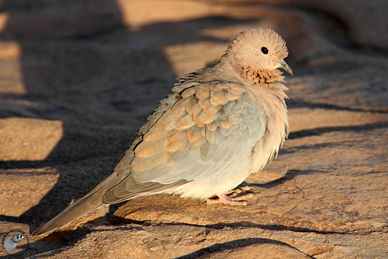 Laughing Doveadult, identification