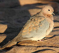 Laughing Dove