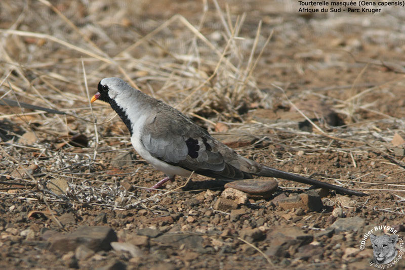 Namaqua Dove male adult breeding