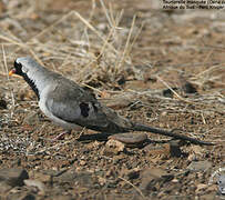 Namaqua Dove