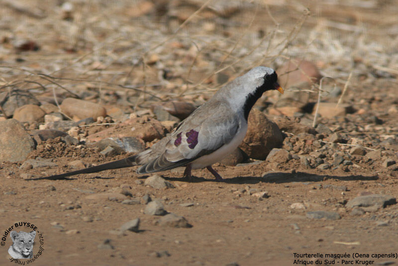 Namaqua Dove male adult breeding