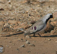 Namaqua Dove