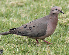 Eared Dove