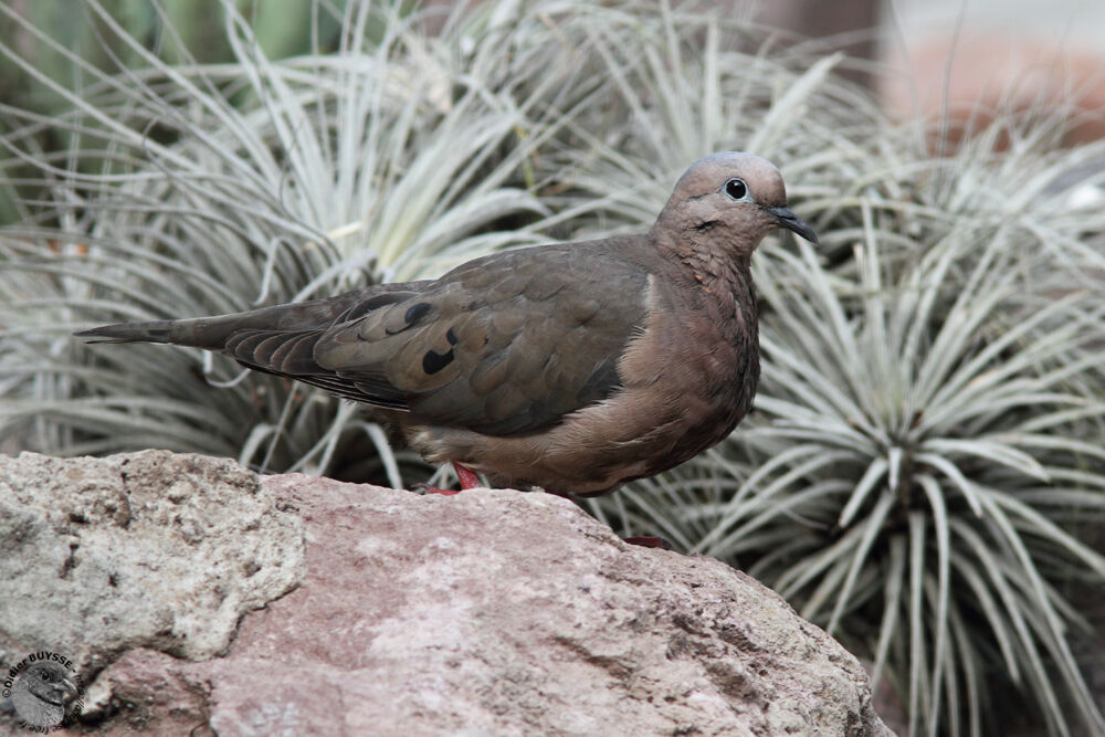 Eared Doveadult, identification