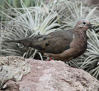 Eared Dove