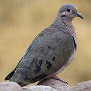 Eared Dove