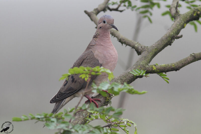 Eared Doveadult, identification