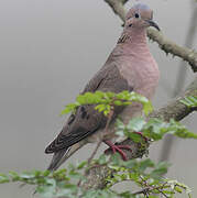 Eared Dove