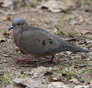 Eared Dove