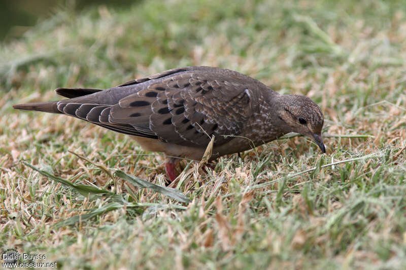 Tourterelle oreillardeimmature, identification, marche, mange