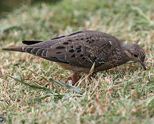 Eared Dove