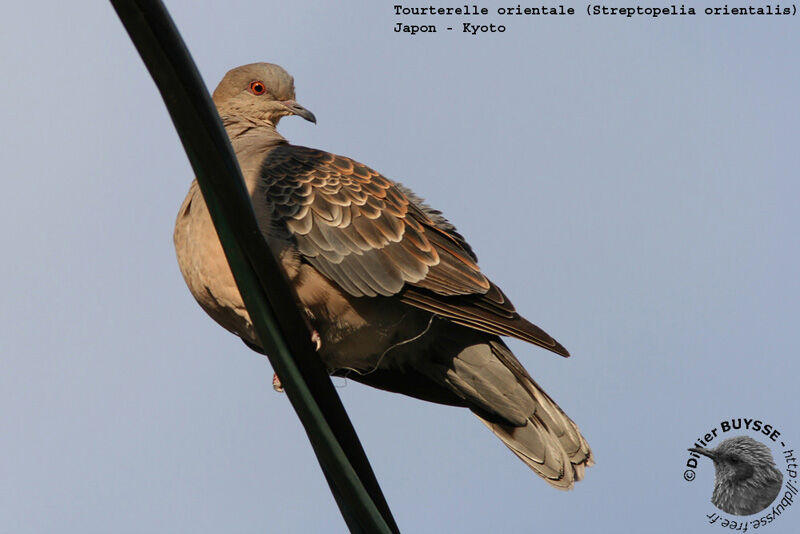 Oriental Turtle Doveadult