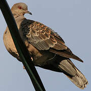 Oriental Turtle Dove