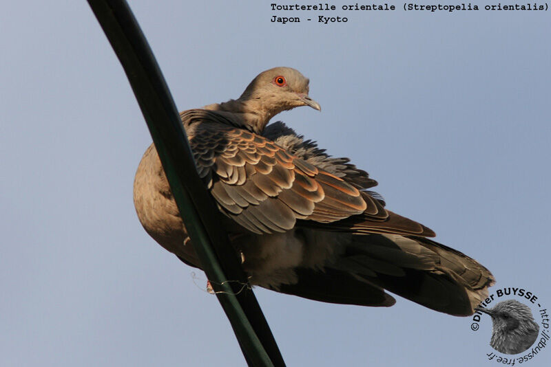 Oriental Turtle Doveadult