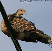 Oriental Turtle Dove