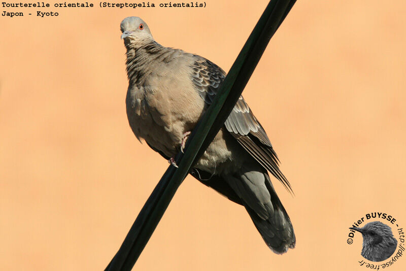 Oriental Turtle Dove