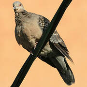 Oriental Turtle Dove