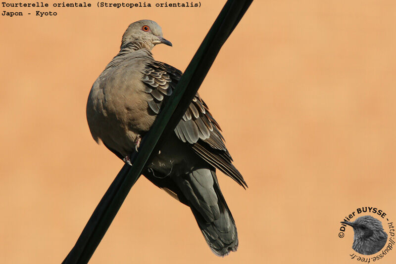 Oriental Turtle Doveadult