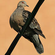 Oriental Turtle Dove