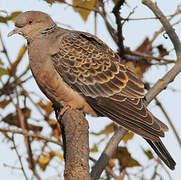 Oriental Turtle Dove