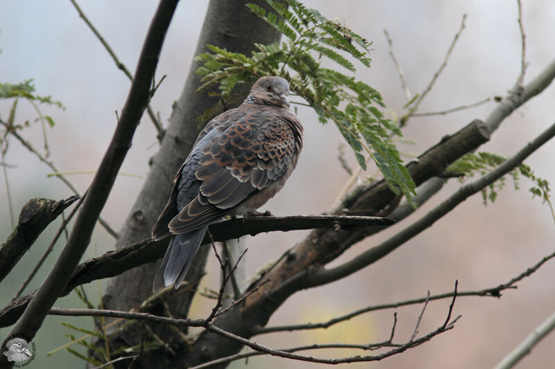 Oriental Turtle Doveadult, identification