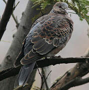 Oriental Turtle Dove