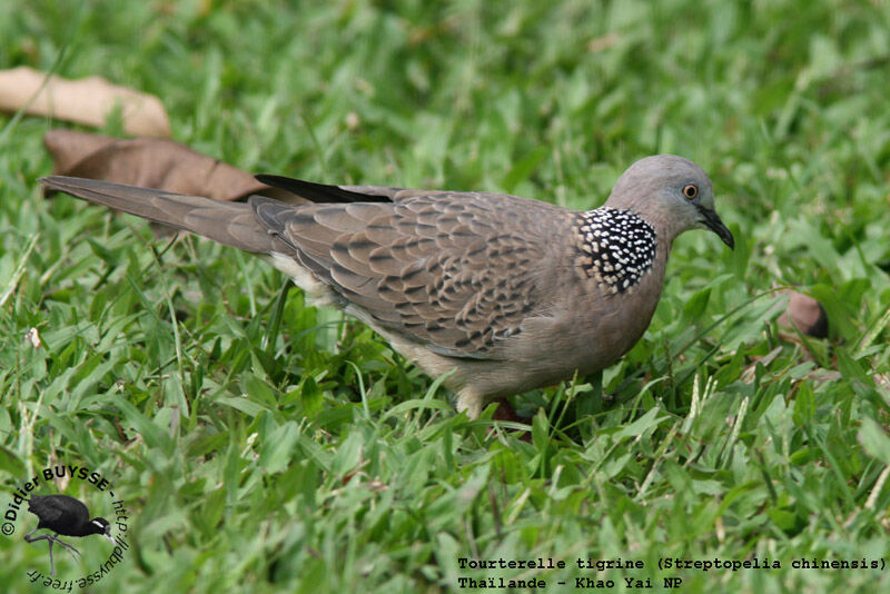 Spotted Doveadult breeding