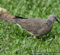 Spotted Dove