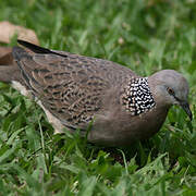 Spotted Dove