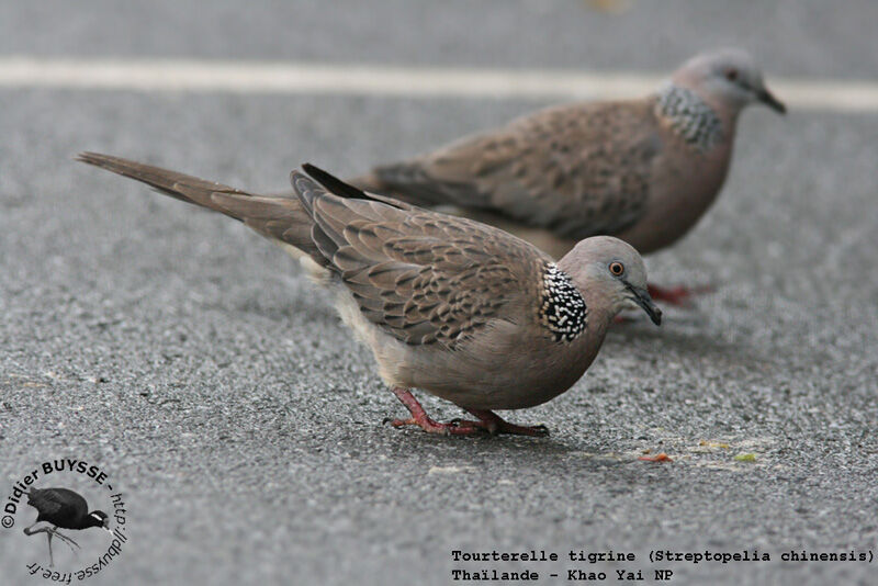 Spotted Dove