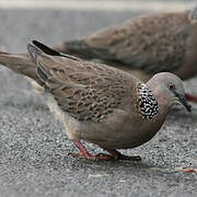 Spotted Dove