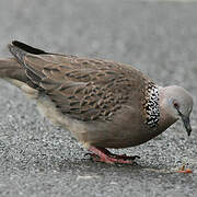 Spotted Dove