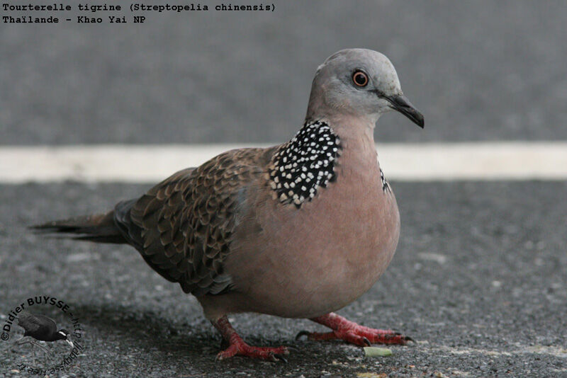 Spotted Doveadult breeding