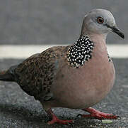 Spotted Dove