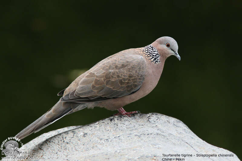 Spotted Dove, identification