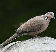 Spotted Dove