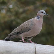 Spotted Dove