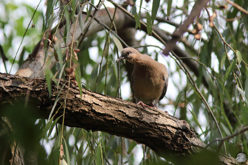 Spotted Doveimmature, identification