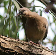 Spotted Dove