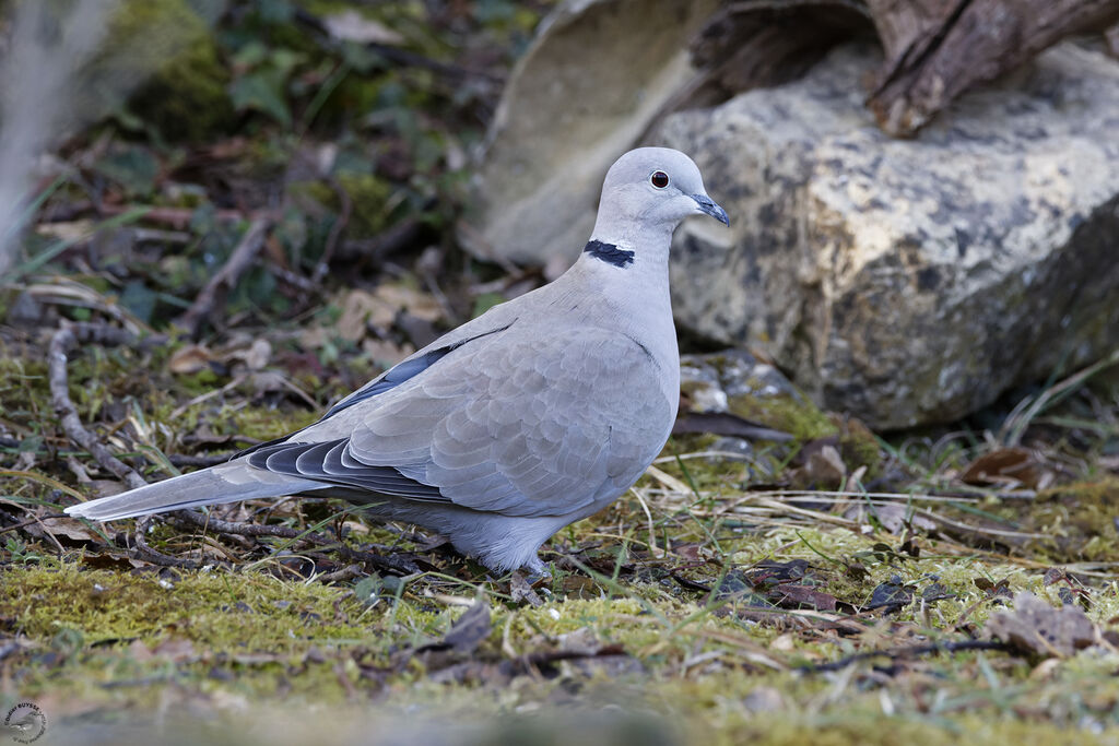 Eurasian Collared Dove