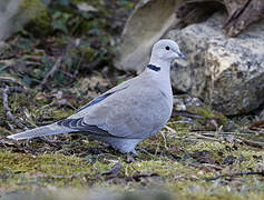 Eurasian Collared Dove