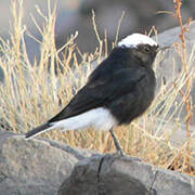 White-crowned Wheatear