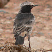 Red-rumped Wheatear