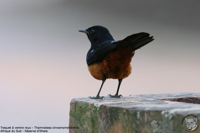 Mocking Cliff Chat male adult, identification