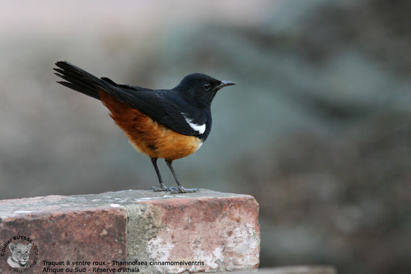 Mocking Cliff Chat male adult, identification, Behaviour