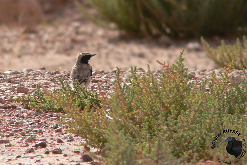 Traquet du désertadulte, identification