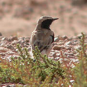 Desert Wheatear