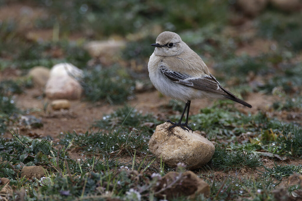 Desert Wheatear female, identification