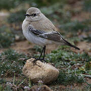 Desert Wheatear