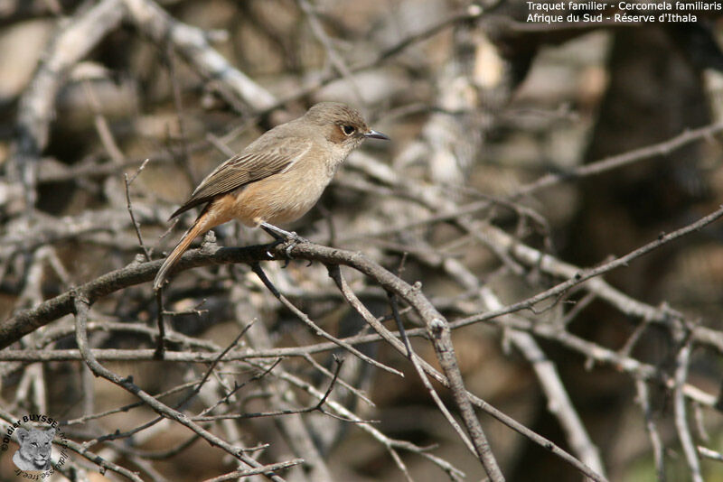 Traquet familier, identification